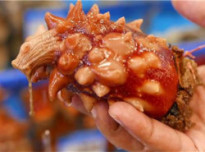 給你看一種非常奇特的食材——海中鳳梨