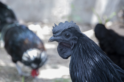 这种鸡一只就要1.8W，连内脏和产的蛋，也是黑色的